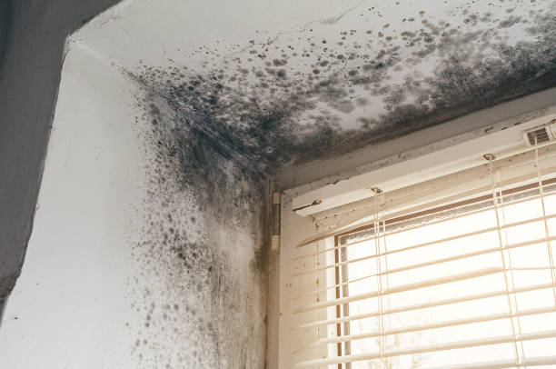 Affordable Commercial Mold Remediation solutions in Grant, MN